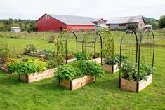 several wooden planters with plants growing in them on the grass next to a barn