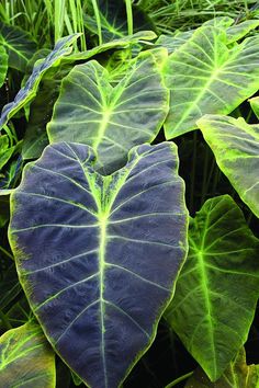 an image of a green plant with blue leaves