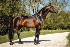 a brown horse standing in the middle of a dirt road next to trees and bushes