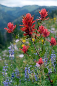 red flowers in the middle of a field with blue and yellow flowers on it's side