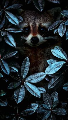 a raccoon peeking out from among the leaves and flowers in this photo, it looks like he is hiding