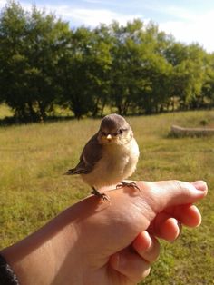 a small bird perched on the palm of someone's hand in a grassy field