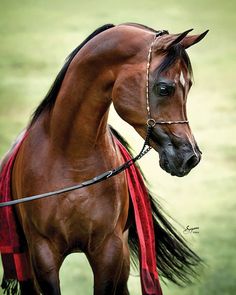 a brown horse standing on top of a lush green field