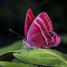 a red butterfly sitting on top of a green leaf