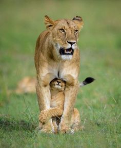 a mother lion and her cub walking in the grass