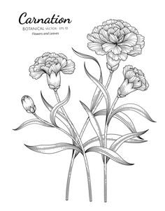 an illustration of carnations on a white background with the words, botanical plants