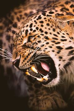 a large leopard with its mouth open and it's teeth wide open