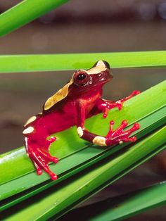 a red and yellow frog sitting on top of a green plant