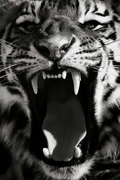 a tiger with its mouth open and the words, and your going to hear me roar