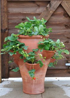 a large potted plant sitting in front of a wooden door with vines growing out of it