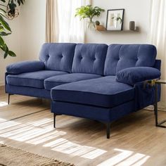 a blue couch sitting on top of a hard wood floor next to a potted plant