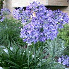 purple flowers are growing in the garden near some bushes and rocks, with a building in the background