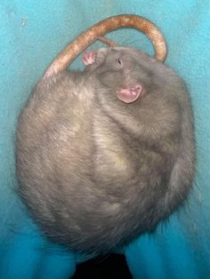 a rat curled up in a basket on top of a blue blanket with a wooden handle