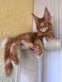 an orange cat laying on top of a scratching post next to a wall and looking at the camera