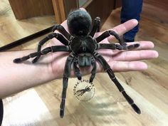 a large spider sitting on top of someone's hand in the middle of a room