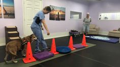 a woman standing next to a brown dog on top of a purple mat with orange cones