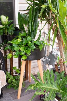 several potted plants are on the porch