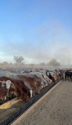 a herd of cattle standing next to each other on a dirt road in front of a fence