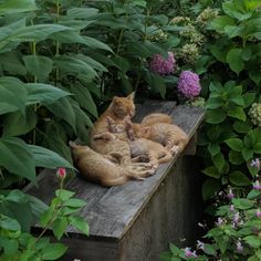 three cats are laying on a bench in the garden