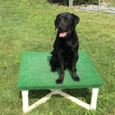 a black dog sitting on top of a green bench