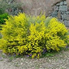 a bush with yellow flowers in front of a stone wall and shrubbery behind it