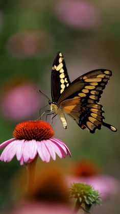 a large butterfly flying over a pink flower