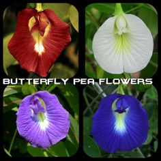 four different types of flowers with the words butterfly peaflowers above them and below it