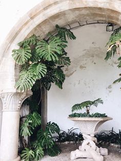 there is a fountain surrounded by plants in the room with white walls and stone arches