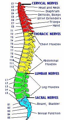 Medical School Studying, Nursing School Notes, Human Anatomy And Physiology, Nursing Tips, The Nervous System, Body Anatomy, Nursing Study