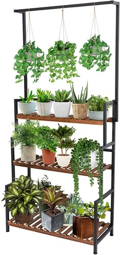 several plants are growing on shelves in pots