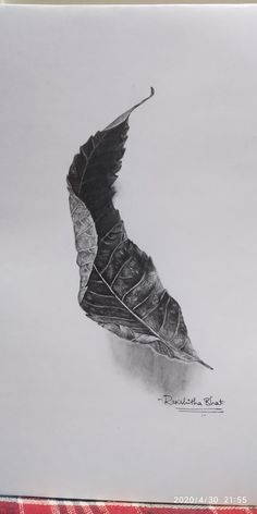 a black and white drawing of a feathered bird's wing on a red checkered table cloth