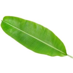 a green leaf on a white background