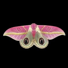 a large pink and yellow moth on a black background