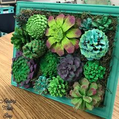 an arrangement of succulents in a blue frame on a table