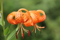 an orange flower with black spots on it