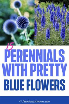 blue flowers with the words perennials with pretty blue flowers