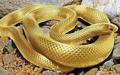 a large yellow snake is on the ground