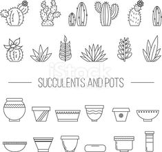 the set of hand drawn succulents and pots in line style on white background