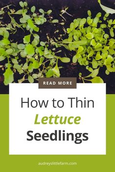 Wondering how to thin lettuce seedlings for a thriving harvest? In this guide, I’ll show you when and how to thin your lettuce for stronger, healthier plants! Get simple steps to space them just right, so each seedling has room to grow. Save this pin for easy tips to boost your garden’s success! Fall Vegetables, Fall Garden Vegetables