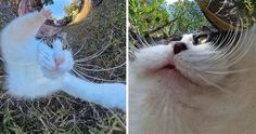 two pictures of a cat laying on the ground with its eyes open and one has it's paw in the air