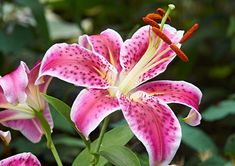 pink and white flowers with green leaves in the background