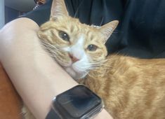 an orange and white cat laying on someone's arm next to a smart watch