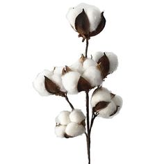 the cotton plant is ready to be used as a vase for flowers or other things