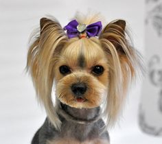 a small dog with a purple bow on it's head