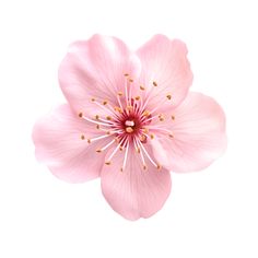 Pink sakura flower isolated on transparent background. AI Generated Pink Sakura, Flower Drawing Tutorials, Flower Icons, Sakura Flower, Nothing But Flowers, All I Ever Wanted, Cityscape Photos, Custom Illustration, Flower Images