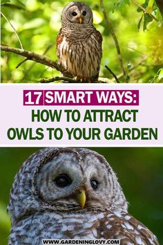 an owl sitting on top of a tree branch with the words, 17 smart ways how to attract owls to your garden