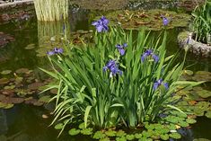 blue flowers and water lilies in a pond surrounded by lily pads stock photo - 957982