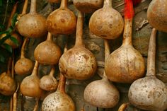 several different types of vegetables hanging on a wall