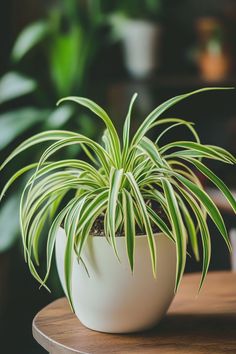 a potted plant sitting on top of a wooden table