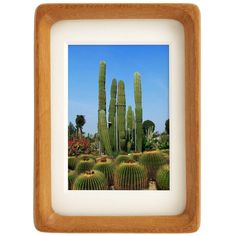 an image of a cactus field with blue sky in the background